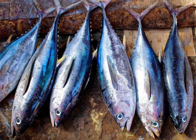Indonesia Dapat Tambahan Kuota Tangkapan Tuna