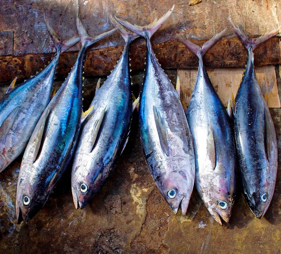 Indonesia Dapat Tambahan Kuota Tangkapan Tuna